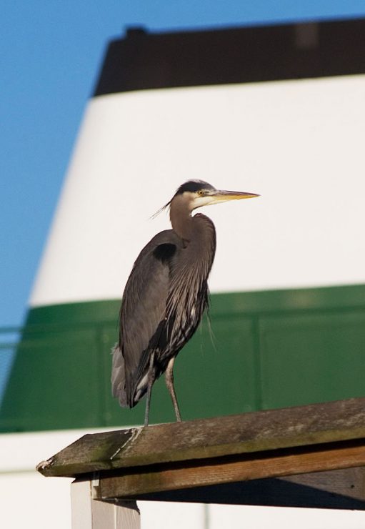 A blue heron at the Mukilteo ferry terminal
