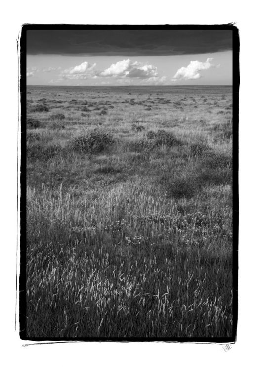 Grass at Pawnee National Grasslands, CO