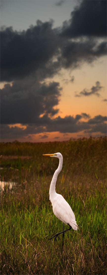 Great Egret: Florida Everglades