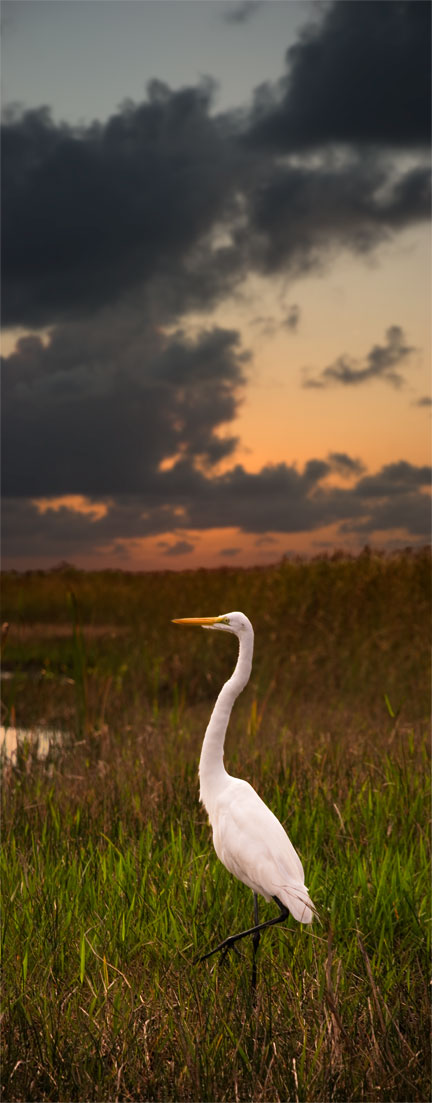 egret Great Egret: Florida Everglades
