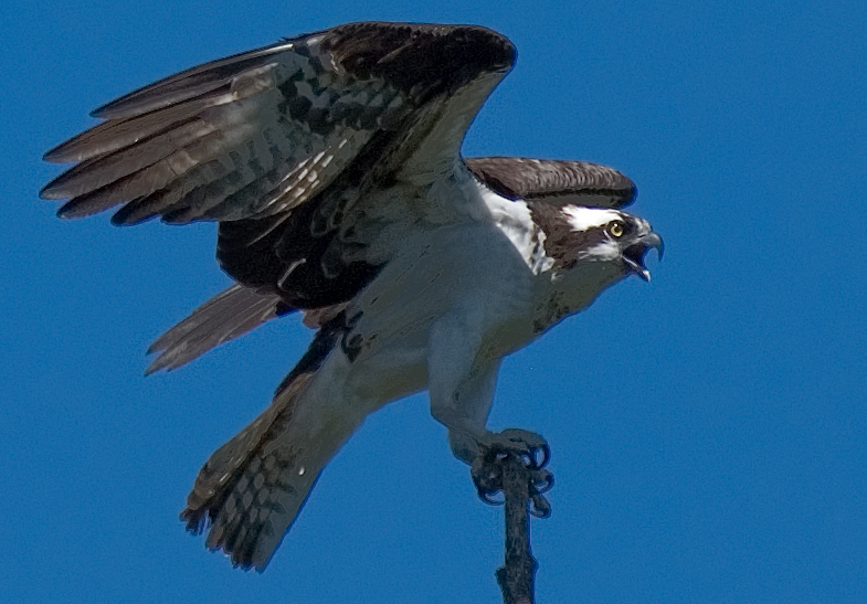 Osprey : Flathead Lake, Montana