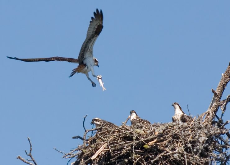 Osprey with fish, feeding young : Flathead Lake, MT.