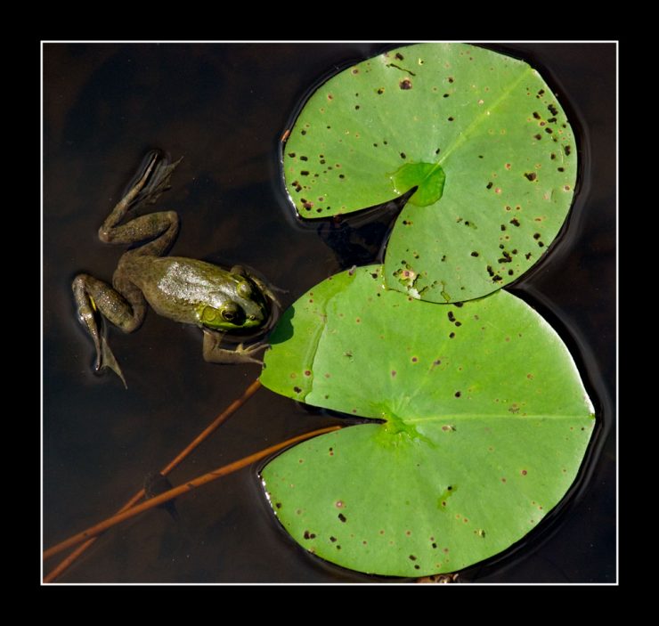 A nice green frog on a lily pad. 