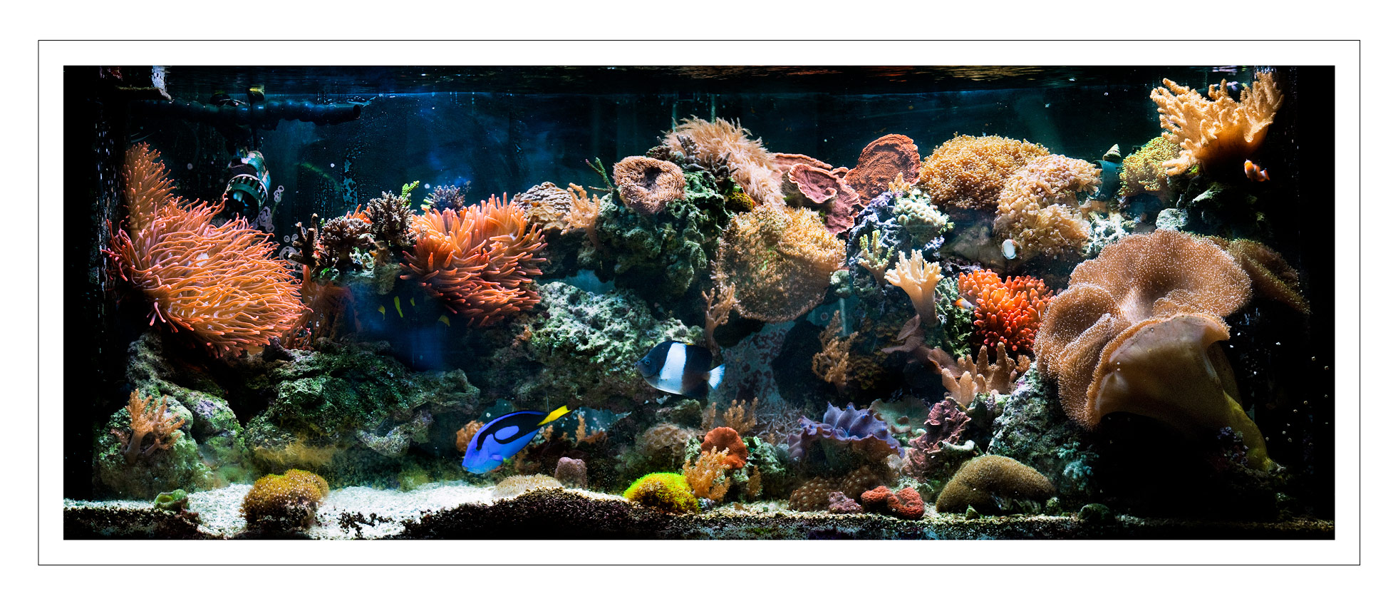 Reef Tank Photography