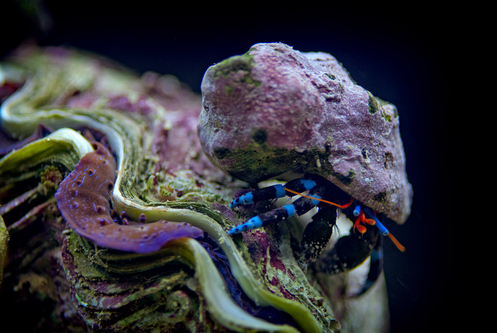 hermit crab with blue legs blue clam