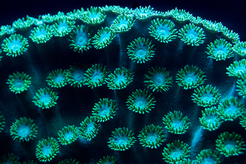 photo of green leather coral