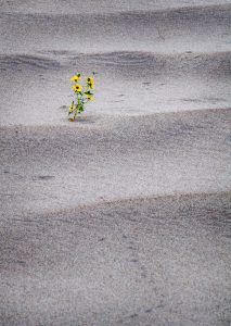 A lone sunflower in the dunes
