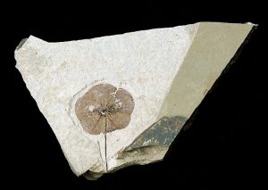 Stonerose Fossil