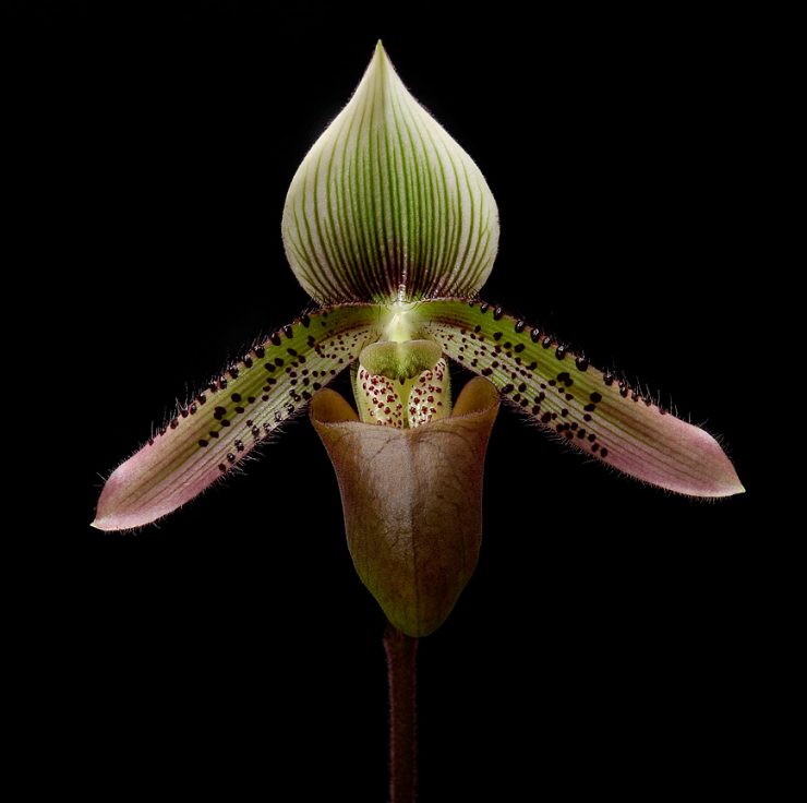 Paphiopedilum ciliolare