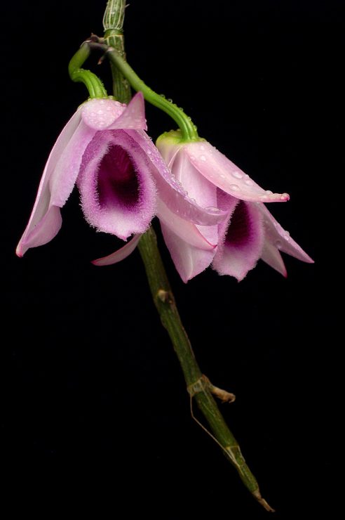 dendrobium anosmum