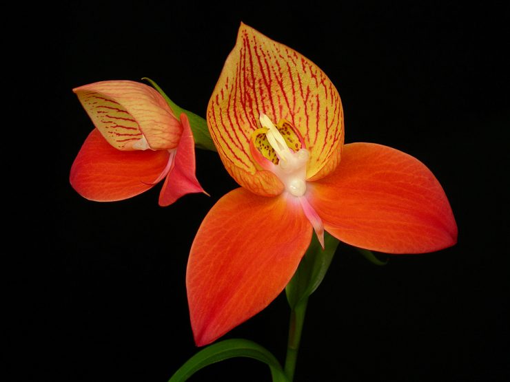 disa uniflora