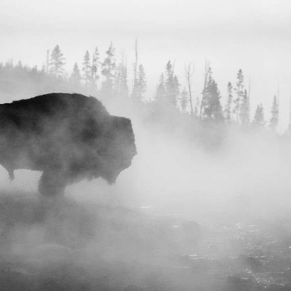 Buffalo in Yellowstone Park Fog