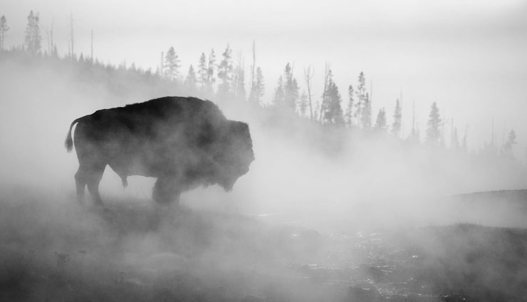 Buffalo in Yellowstone Park Fog