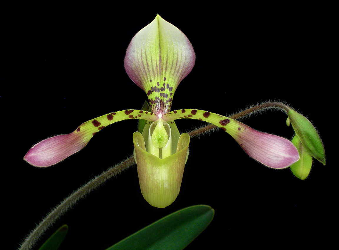 paphiopedilum haynaldianum