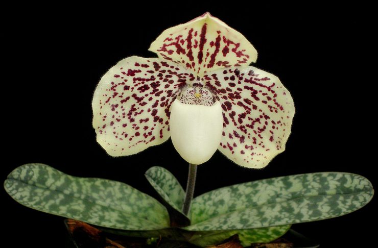 Paph. leuchochilum