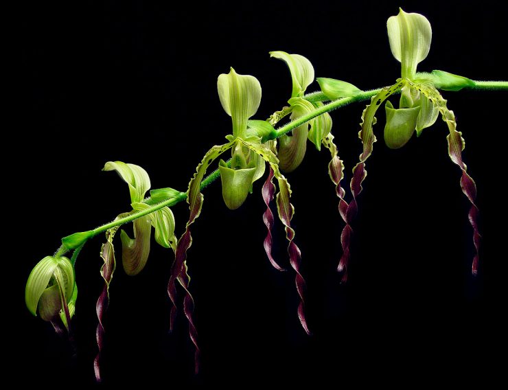 paphiopedilum parishii