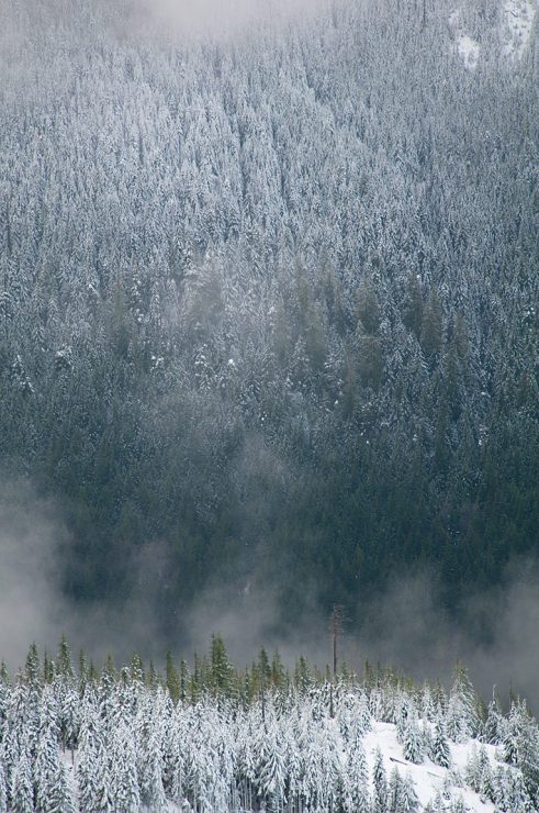 Snow, Clouds, and Pine Trees