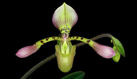 Photograph of Paphiopedilum haynaldianum