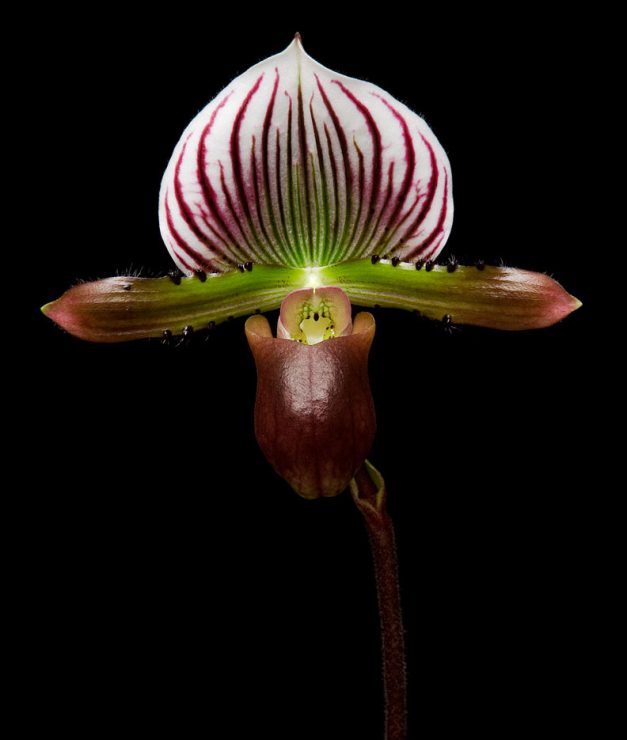 Orchid Photography : Paphiopedilum lawrenceanum