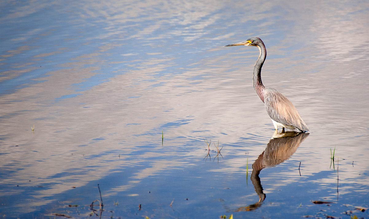 Louisiana heron at Myakka State Park, Florida