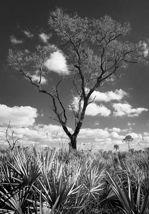 myakka river state park, florida prairie