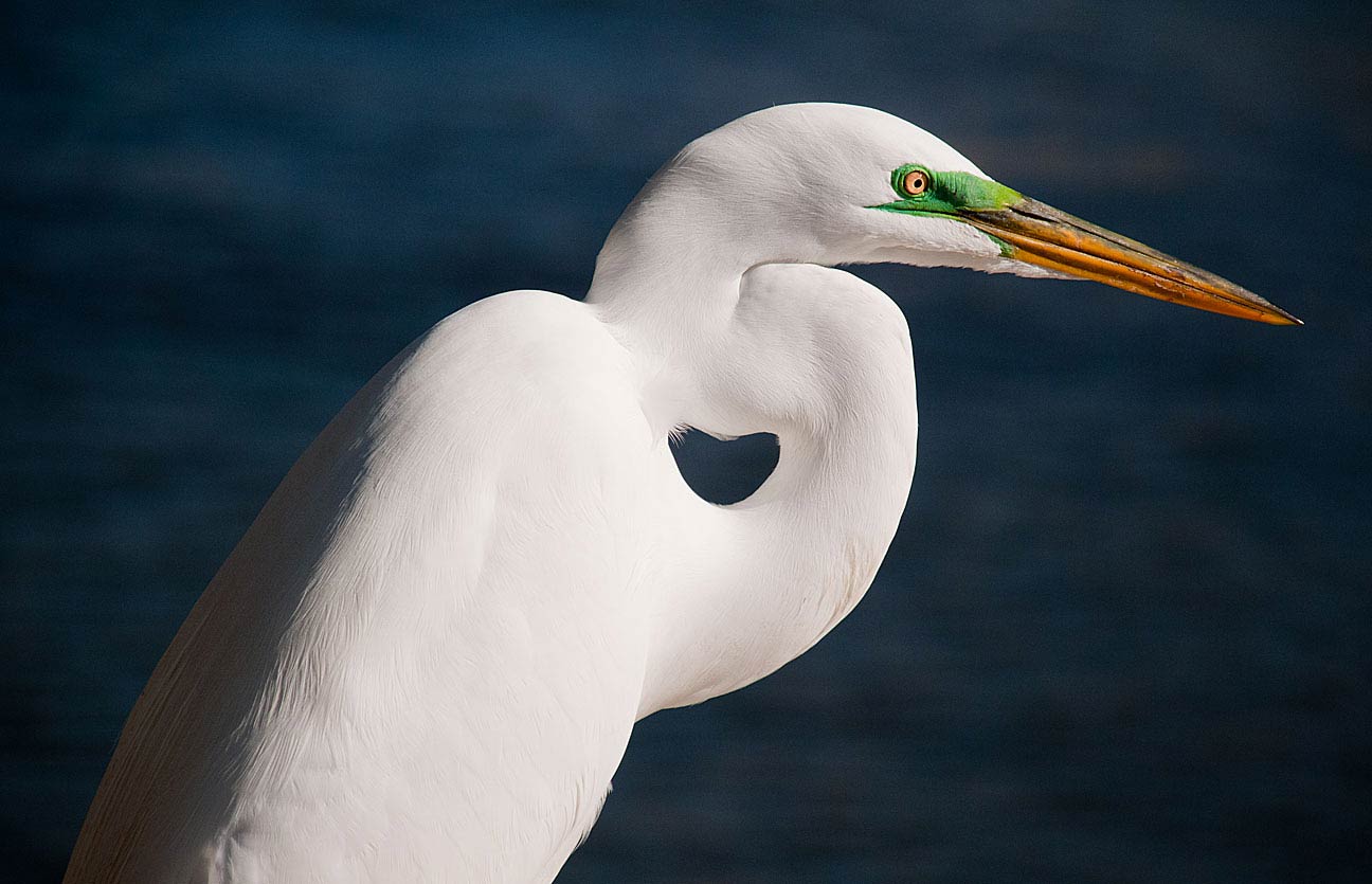 Great Egret, Sarasota Florida