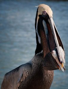 Brown Pelican eating