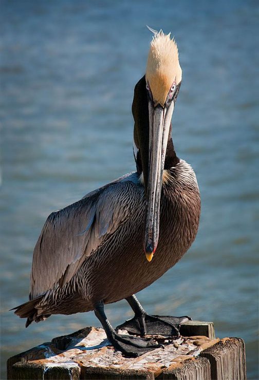 Brown Pelican, Sarasota, Florida