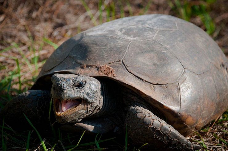 Tortise, Florida
