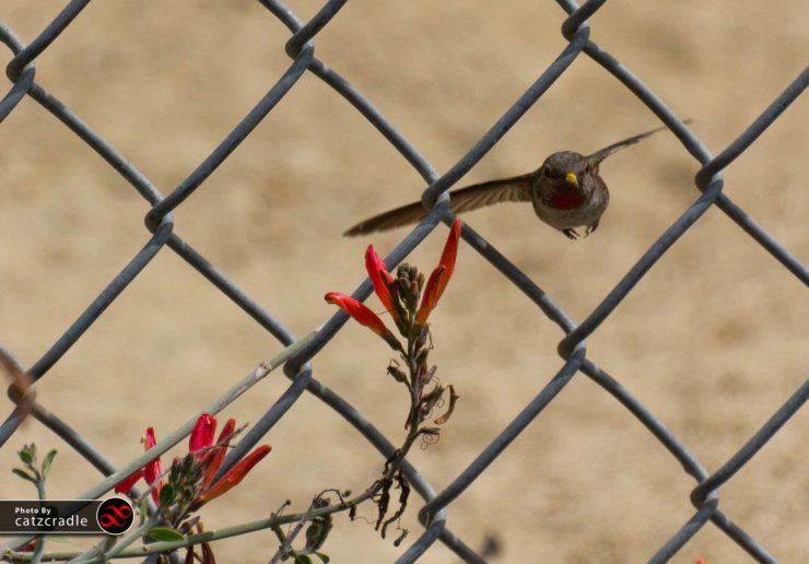 hummingbird