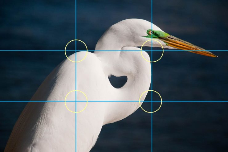 rule of thirds egret