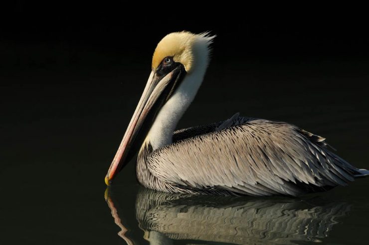 Brown Pelican, by Michael Skelton