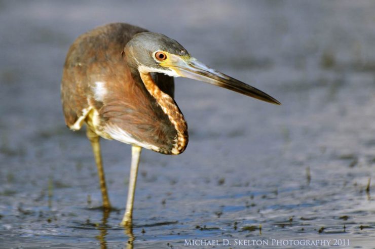 Tricolor Egret by Michael Skelton