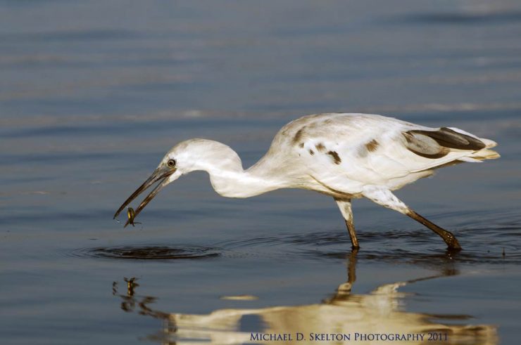 little blue heron, white form