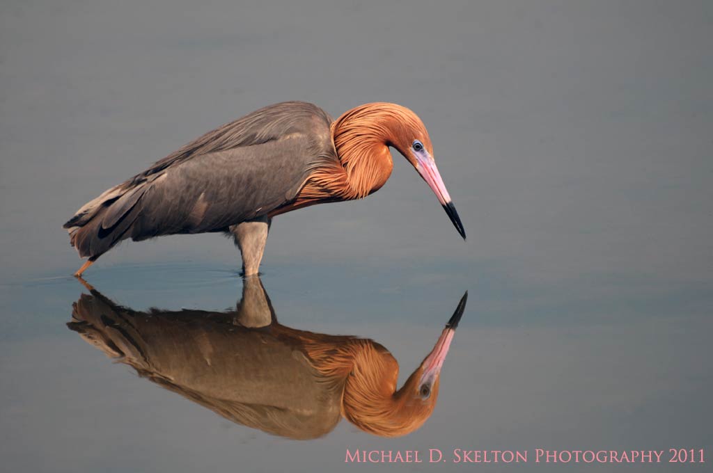 Reddish Egret by Michael Skelton