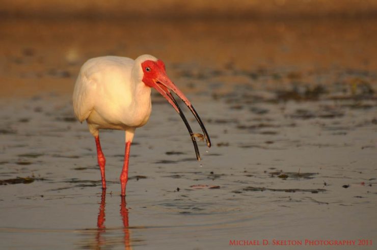 white ibis