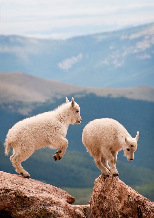 Mountain Goat Kids