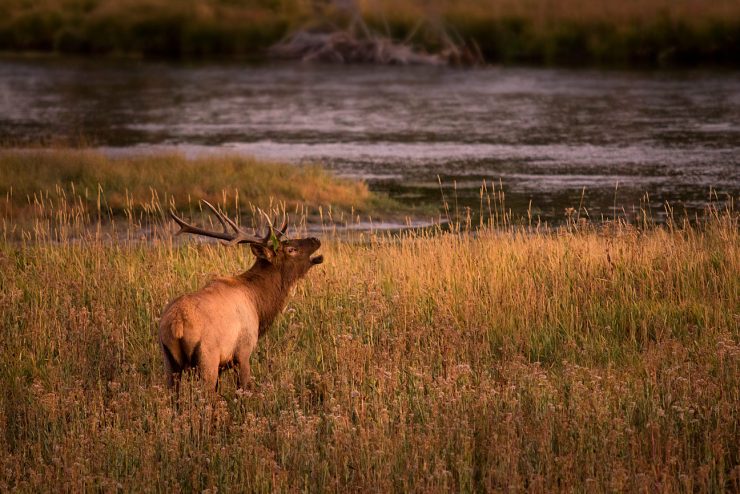 Elk calling on the Madison River, Yellowstone National Park