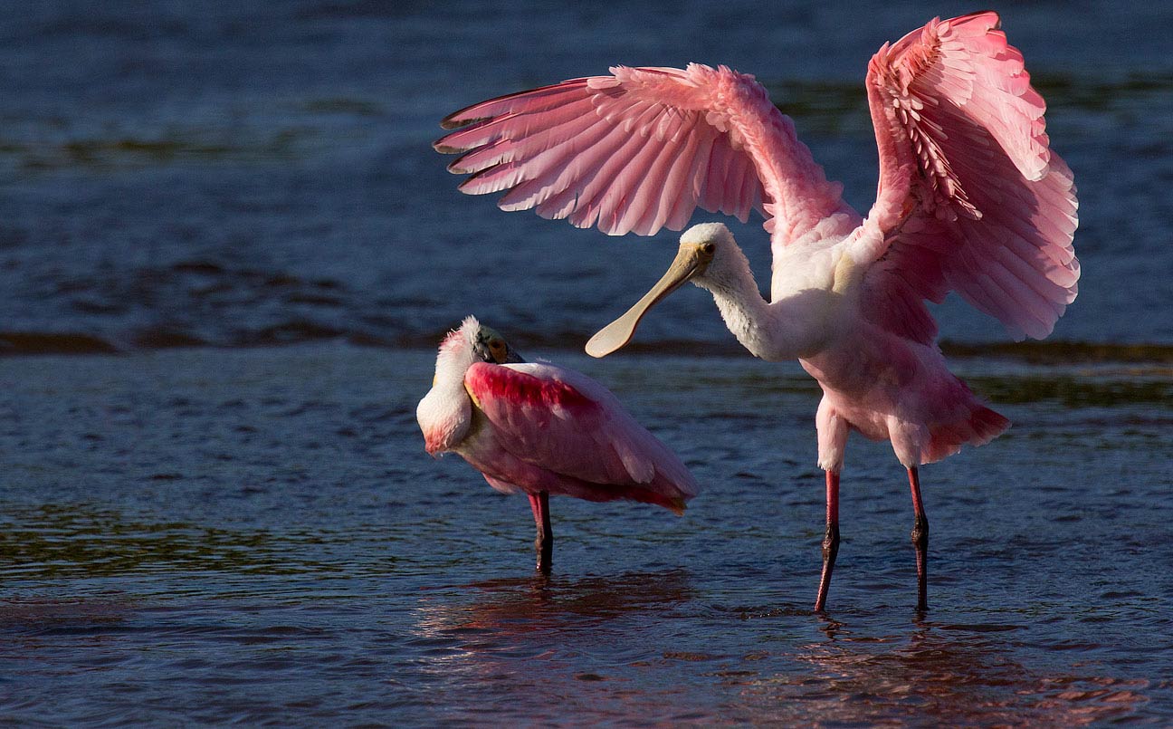 roseate spoonbills at myakka, florida