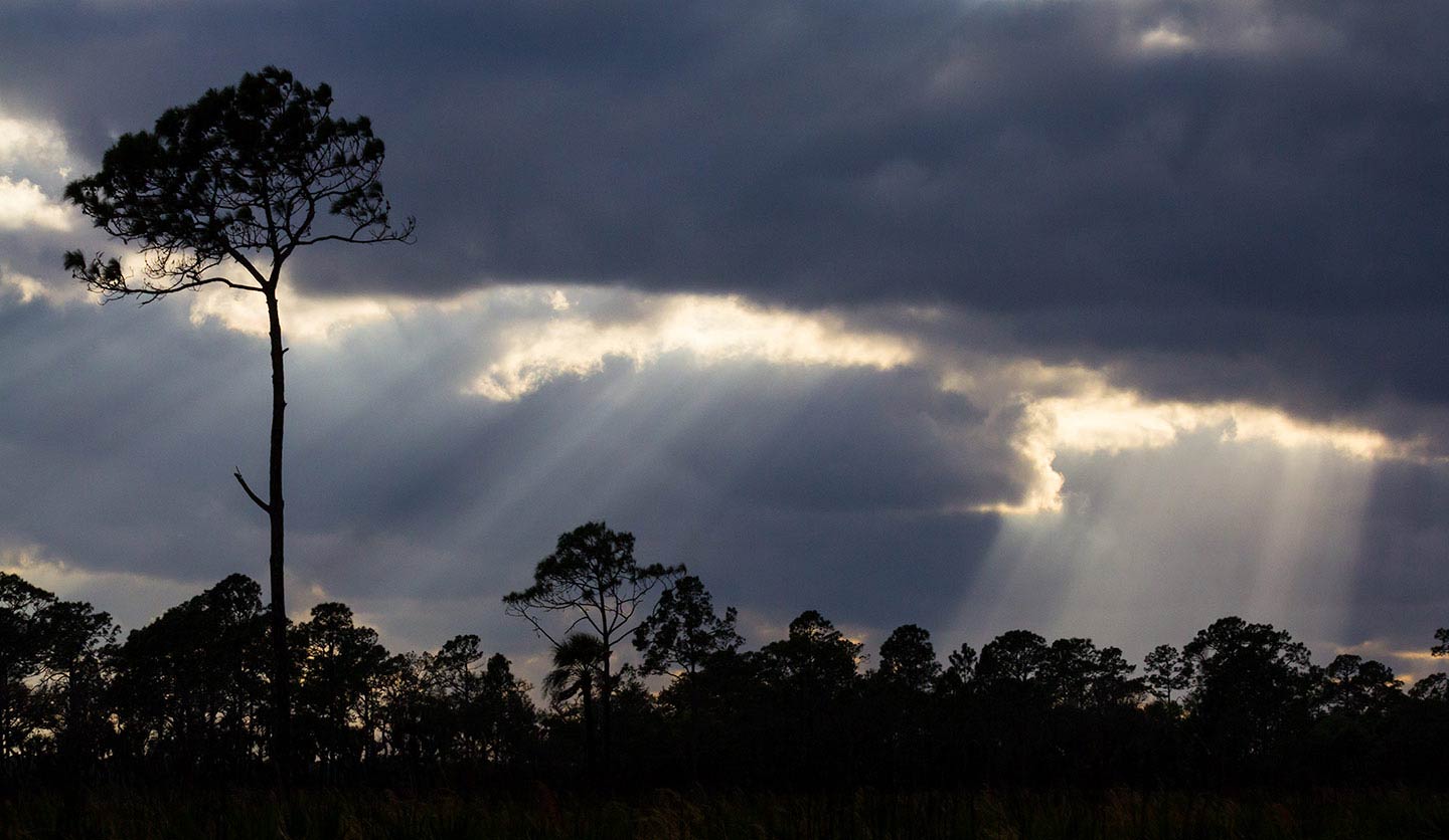 Clouds and Trees at Myakka River State Park