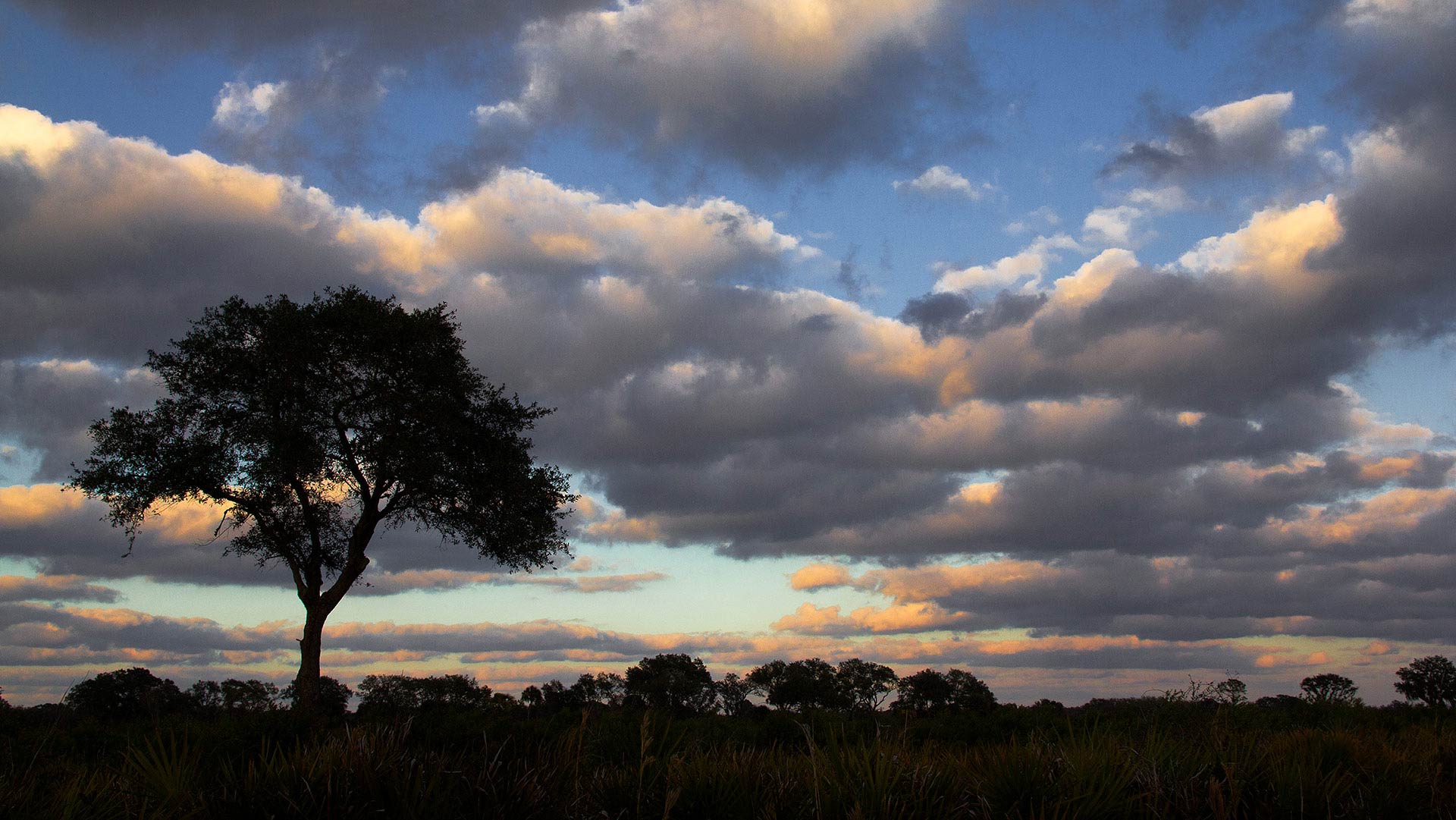 Tree and Evening Clouds, Myakka River State Park