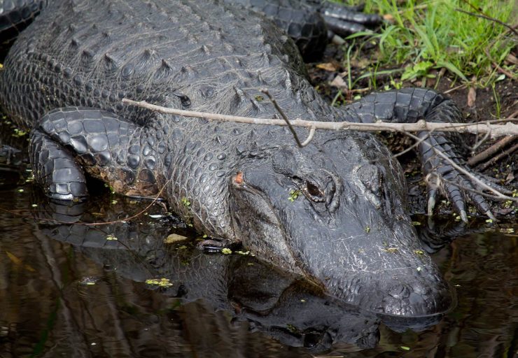 Alligator, Myakka River State Park