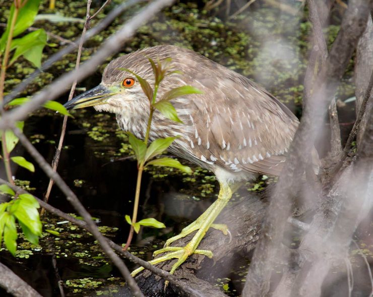 Juvenile Night Heron, Myakka