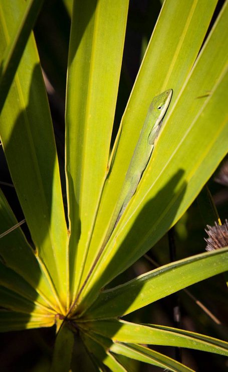 Green Anole on palmettoe, Myakka River State Park