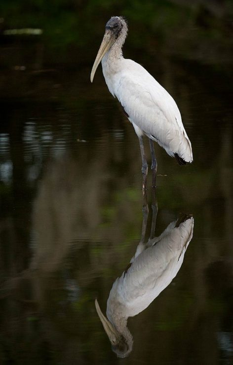 wood stork, myakka river