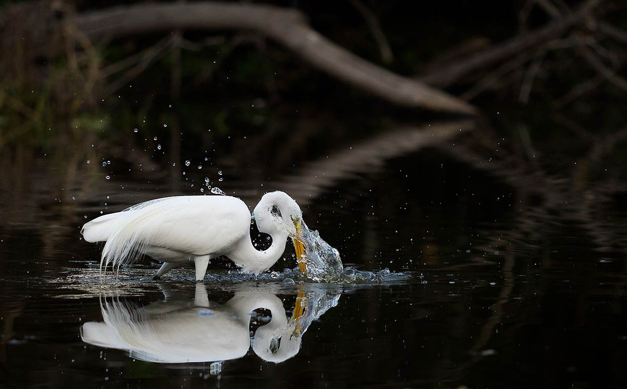 Great Egret Fishing. Myakka, Florida