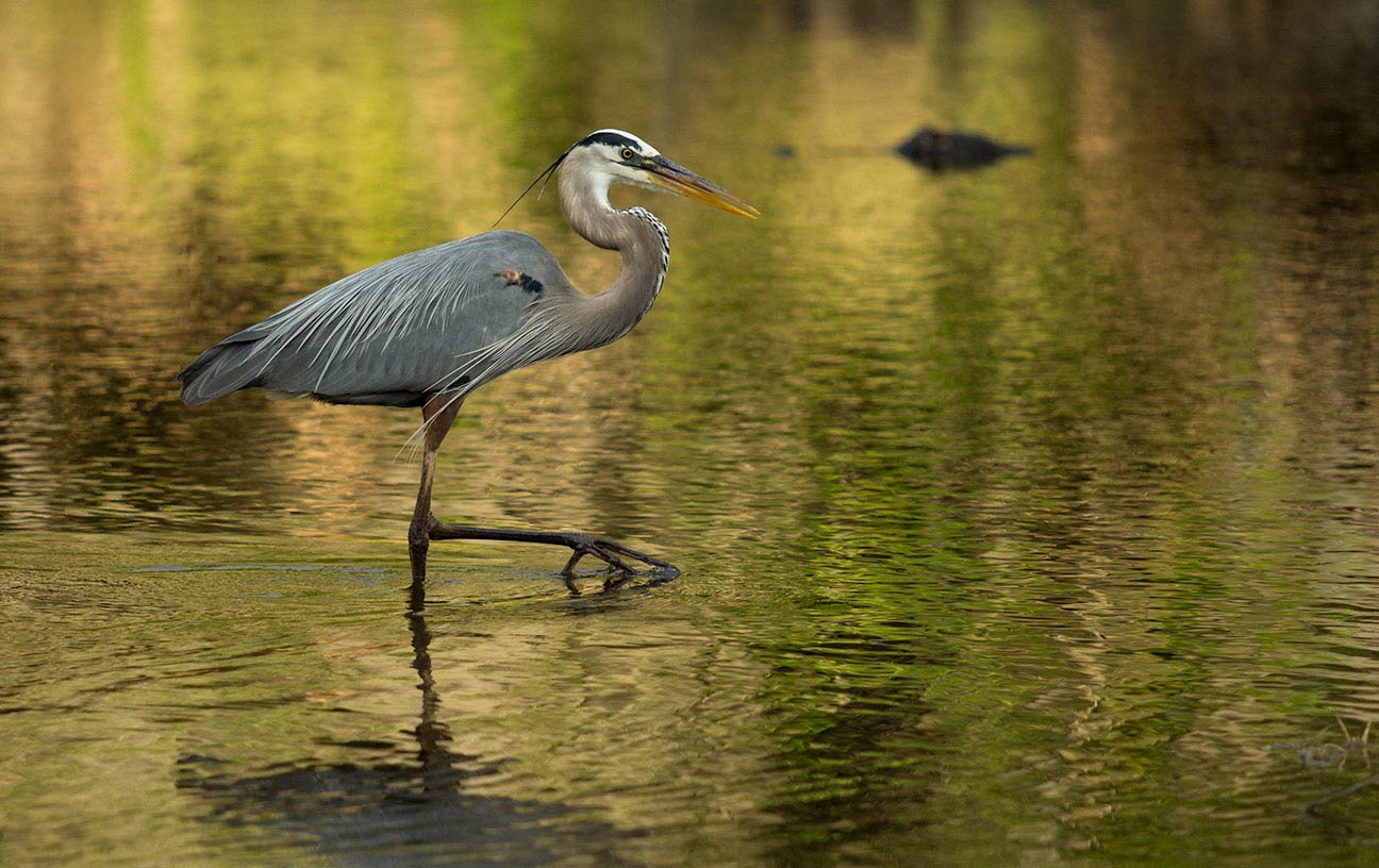 Great Blue Heron and alligator
