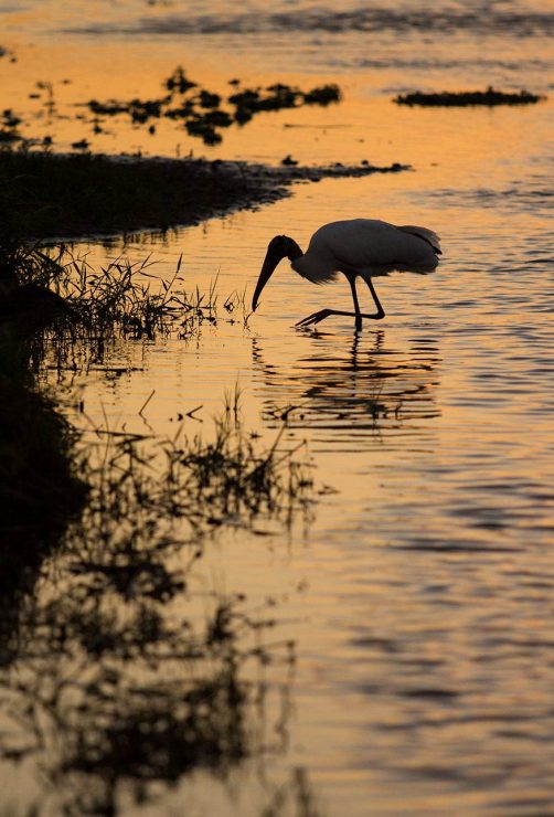 wood stork at sunset