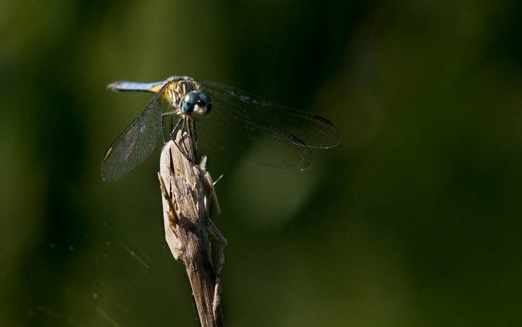 Dragonfly