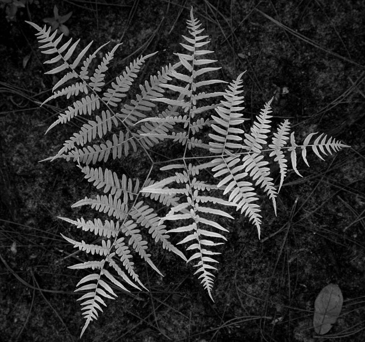 Black and White Fern